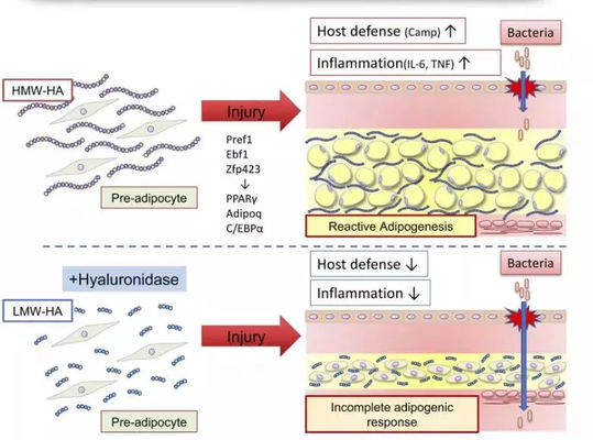 Solução Lipolítica Injectação de garrafa de limão para queima de gordura